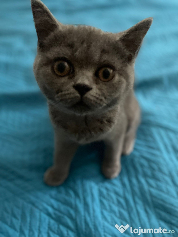British shorthair fetiță