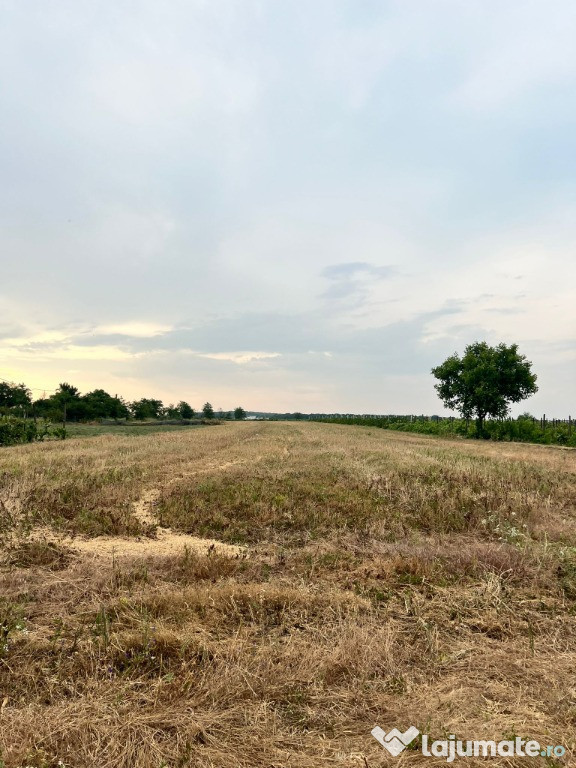 Teren extravilan 3.315 mp – Perieni (Probota, Iași)
