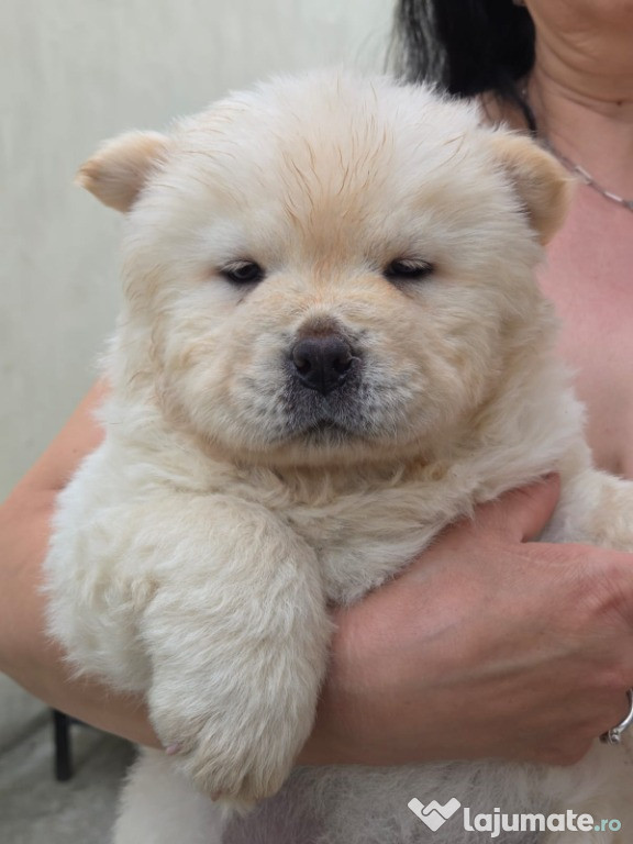 Vând pui Chow Chow, 7 săptămâni (fetiță)