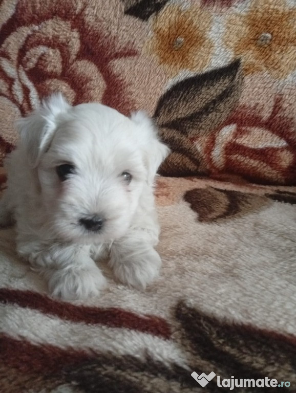 Vând pui bichon maltez