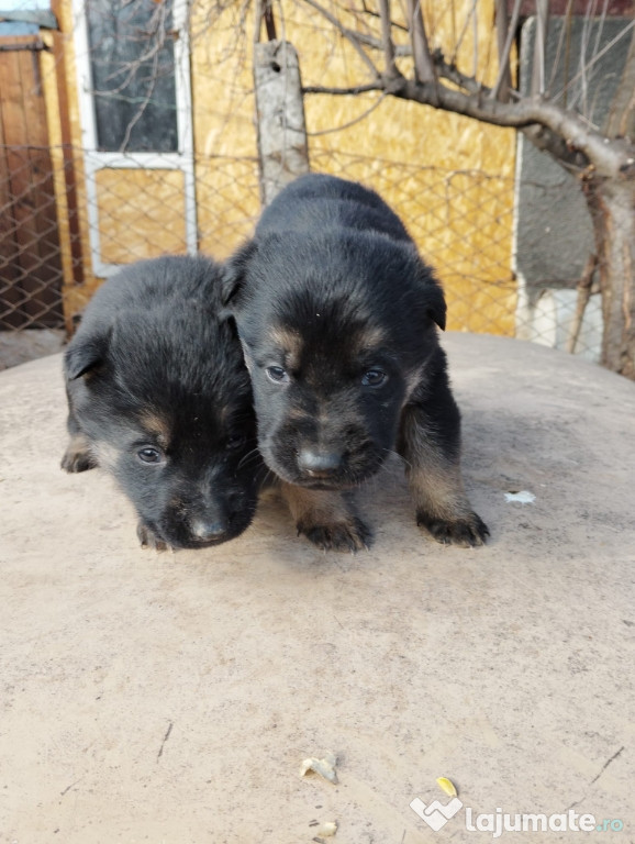 Pui câine lup/Ciobanesc german