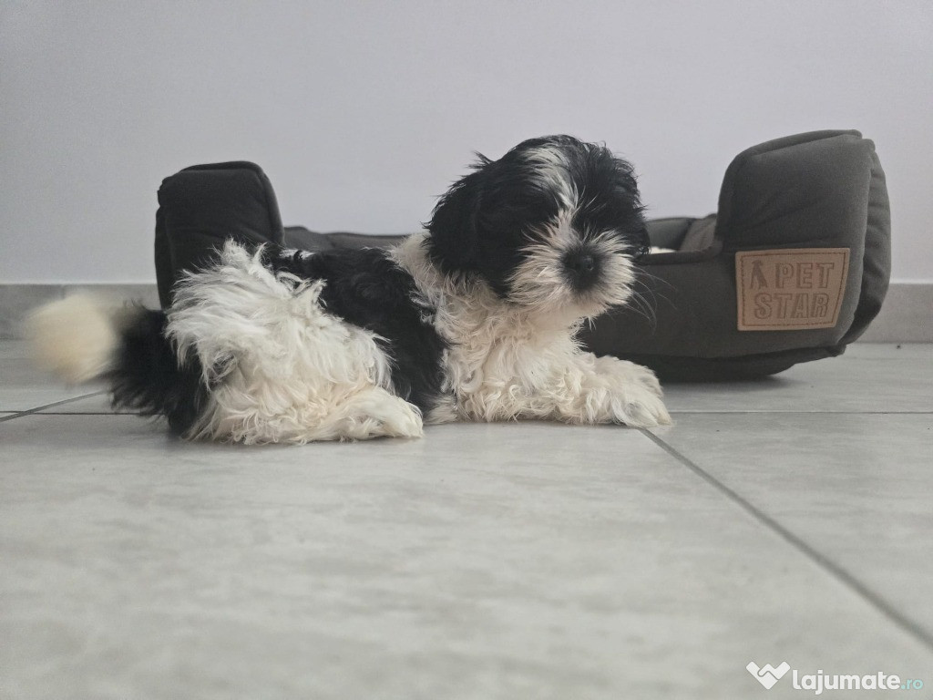 Pui rasa Shih Tzu