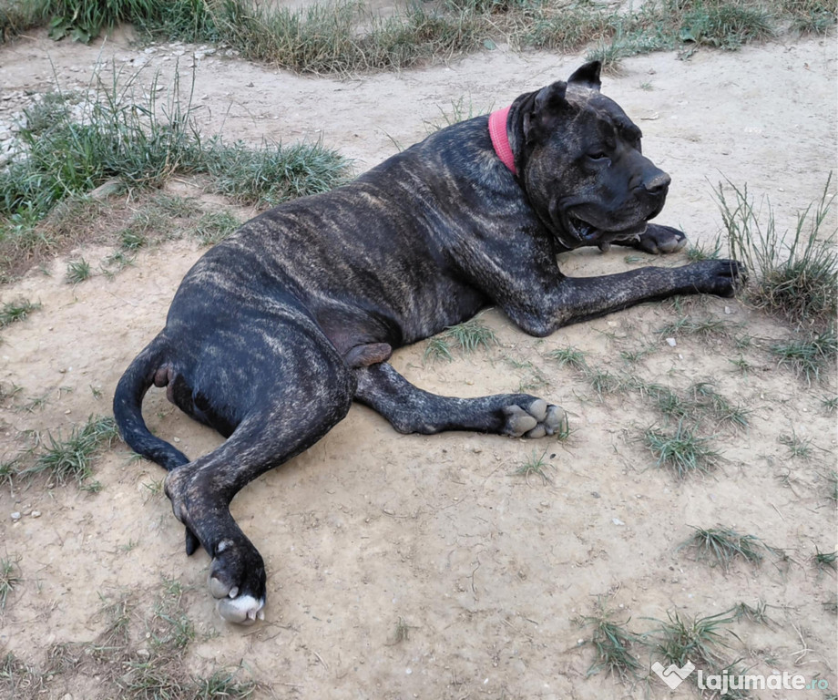 Donez Mascul Presa Canario