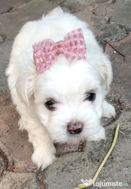 Pui bichon malteze