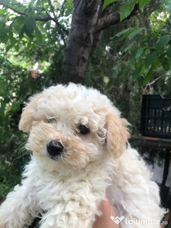 Pui caniche mascul