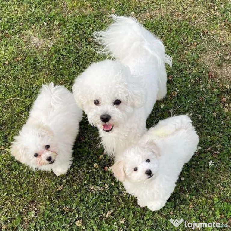 Bichon maltez alb minii toy