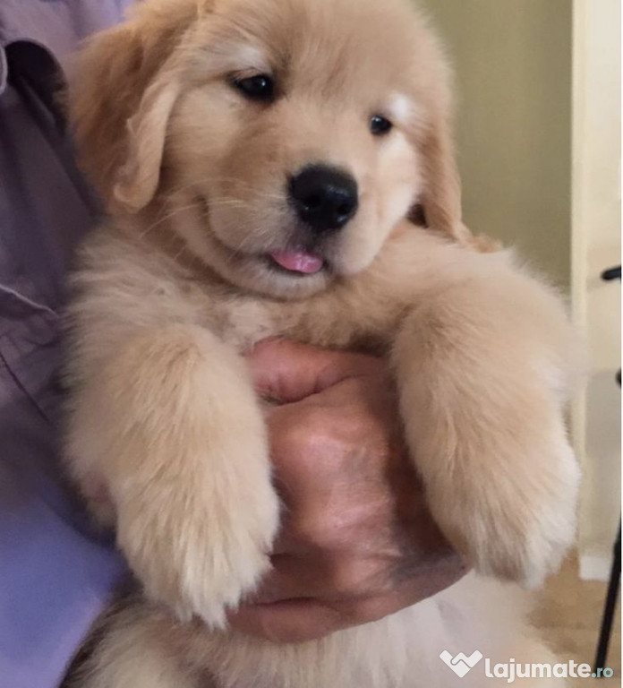 Golden retriever auriu superb