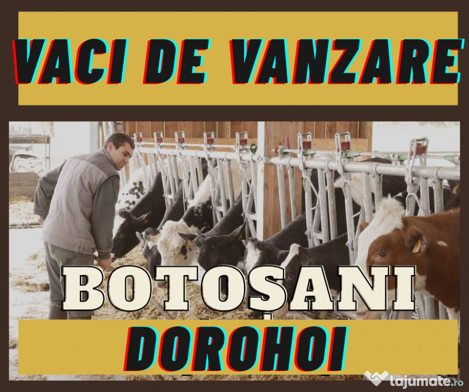Vaci de lapte de vanzare - Hoilstein, Baltata Romaneasca, juninci