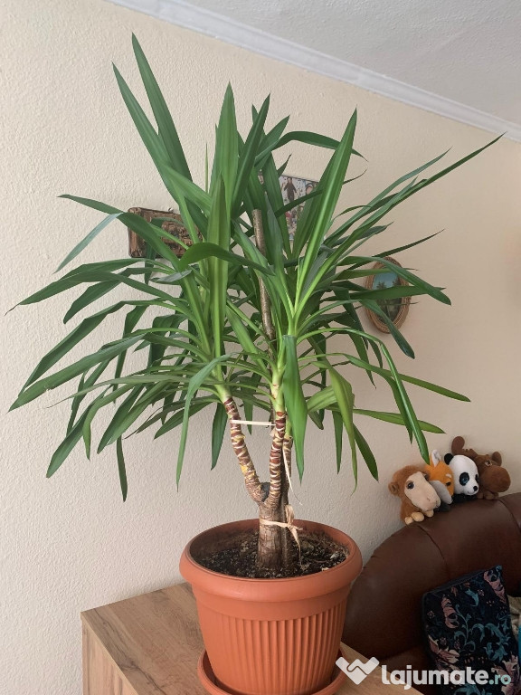 Planta decorativa Yucca