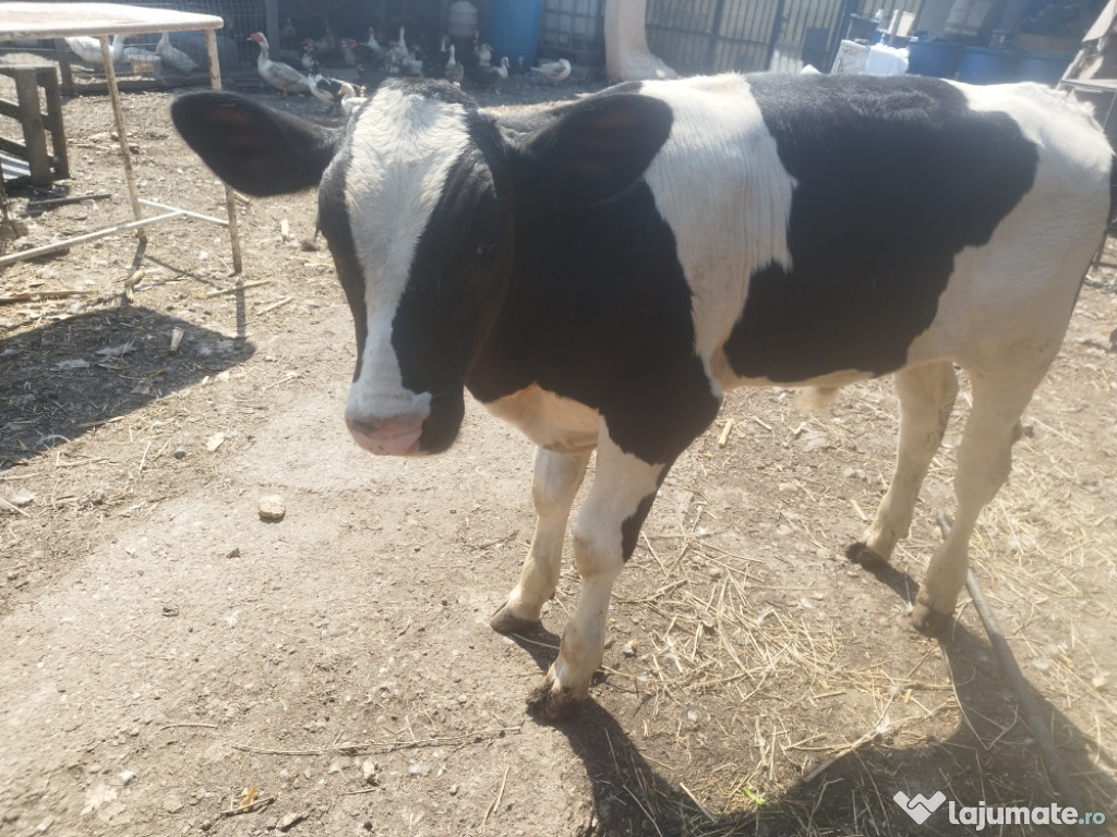 Vând tăuraș cu vârsta de 2 luni