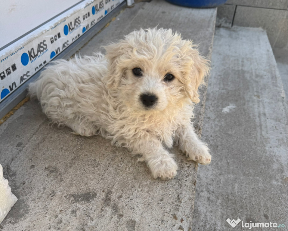 Vând Bichon maltez