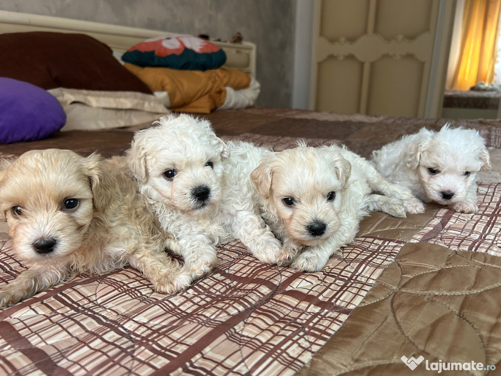Căței Bichon maltez în vârstă de o lună jumătate