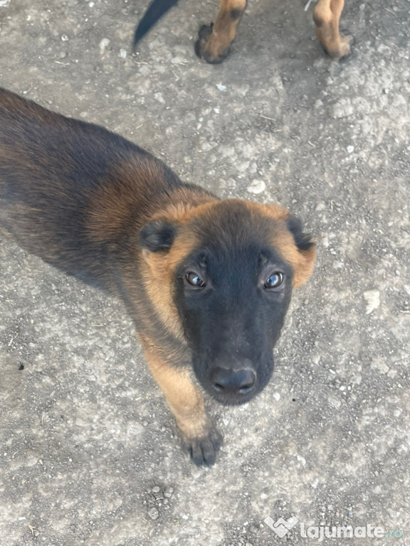 Vand doi pui belgian malinois