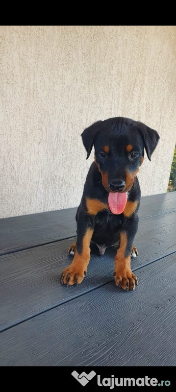 Catelusi Doberman
