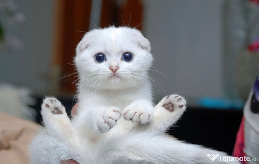 Pui scottish fold alb si british alb
