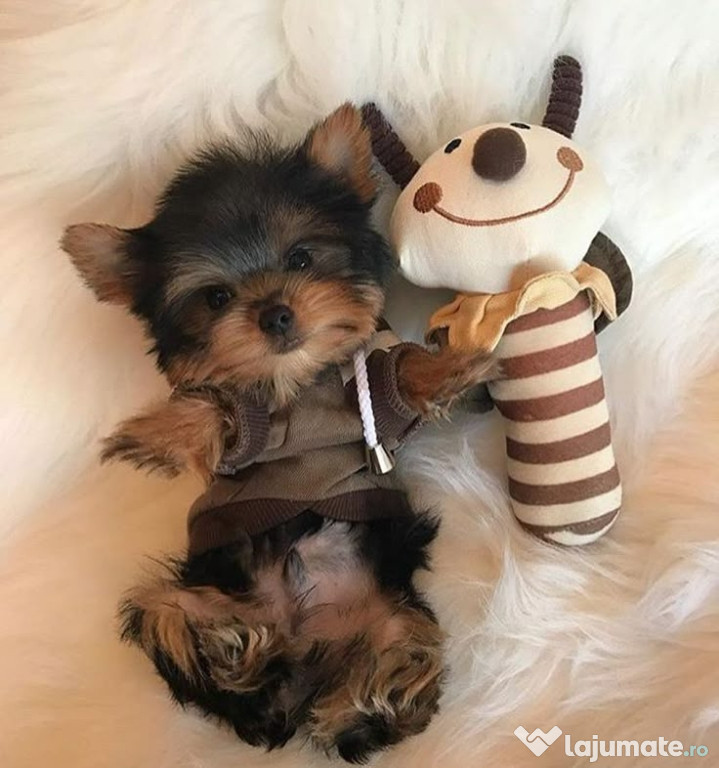 Yorkshire terrier mini toy