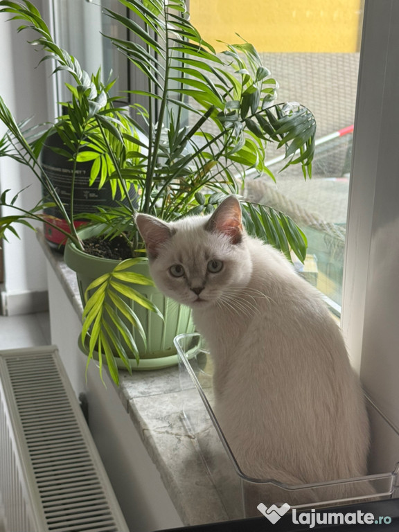 Pisica British shorthair
