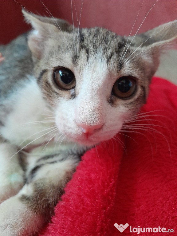 Adoptie motan alb vargat