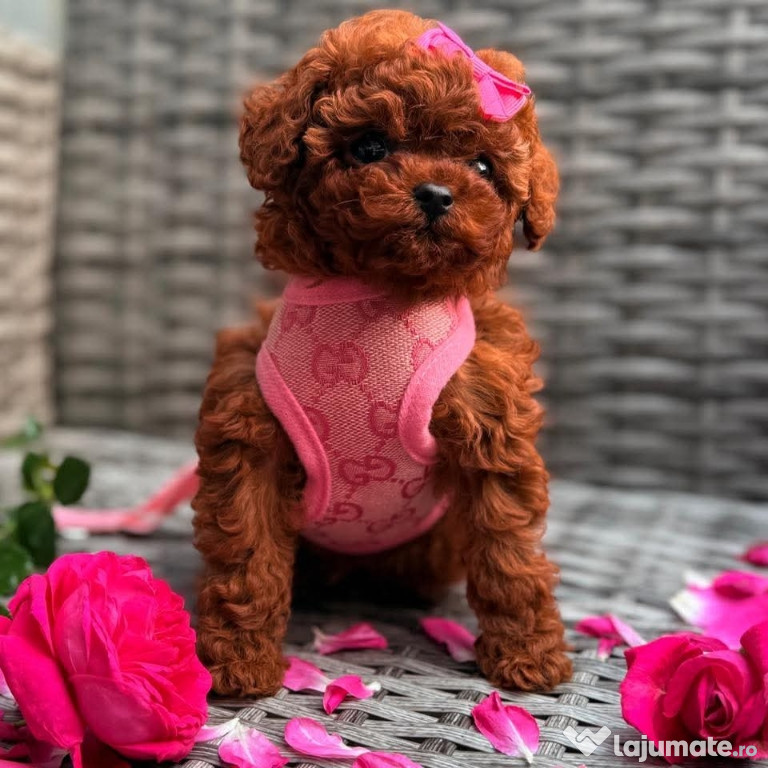 Caniche pudel mini toy Red apricot