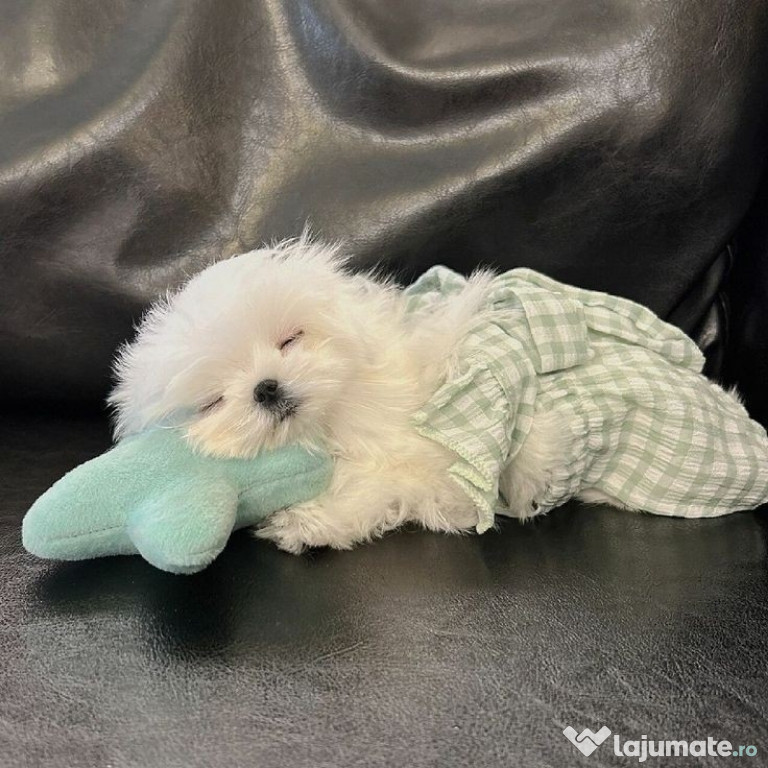 Bichon maltez mini toy