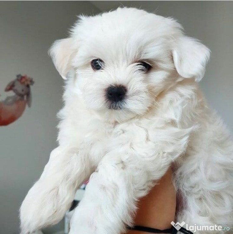 Bichon maltez mini toy