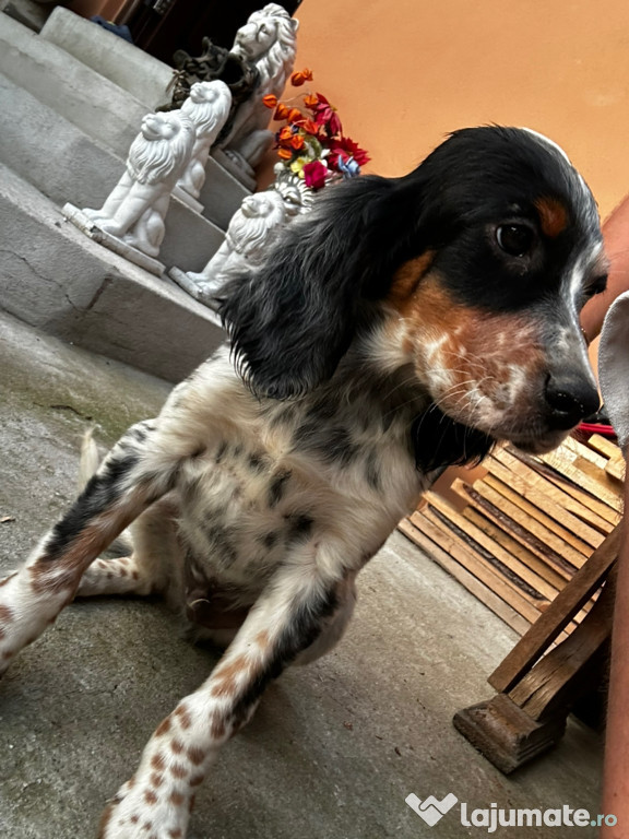 Cățel Setter Englez