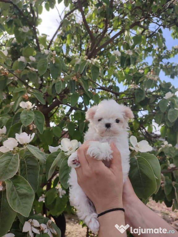 Bichon maltez mini toy
