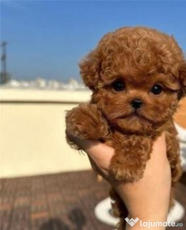 Maltipoo mini toy talie de buzunar