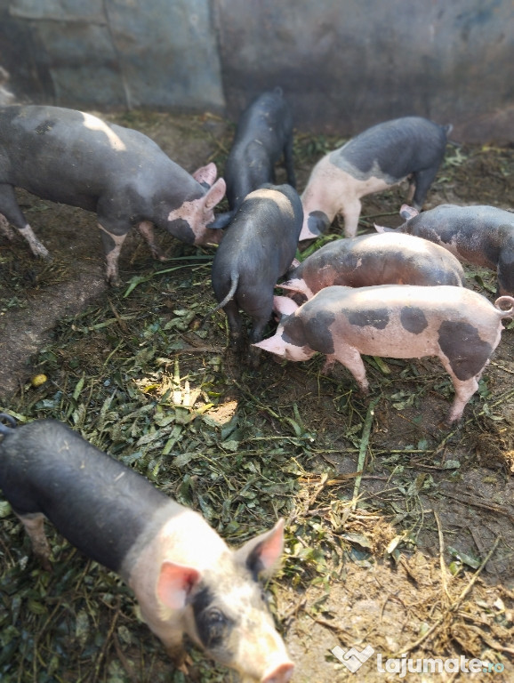 De vînzare porci