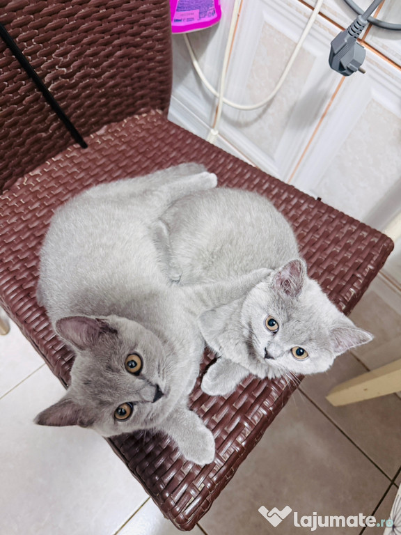 Pisici british shorthair 11 săptămâni