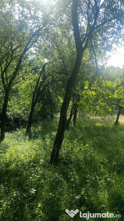Teren intravilan arabil cu pomi fructiferi