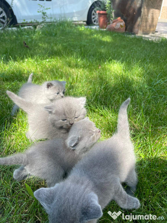 British shorthair