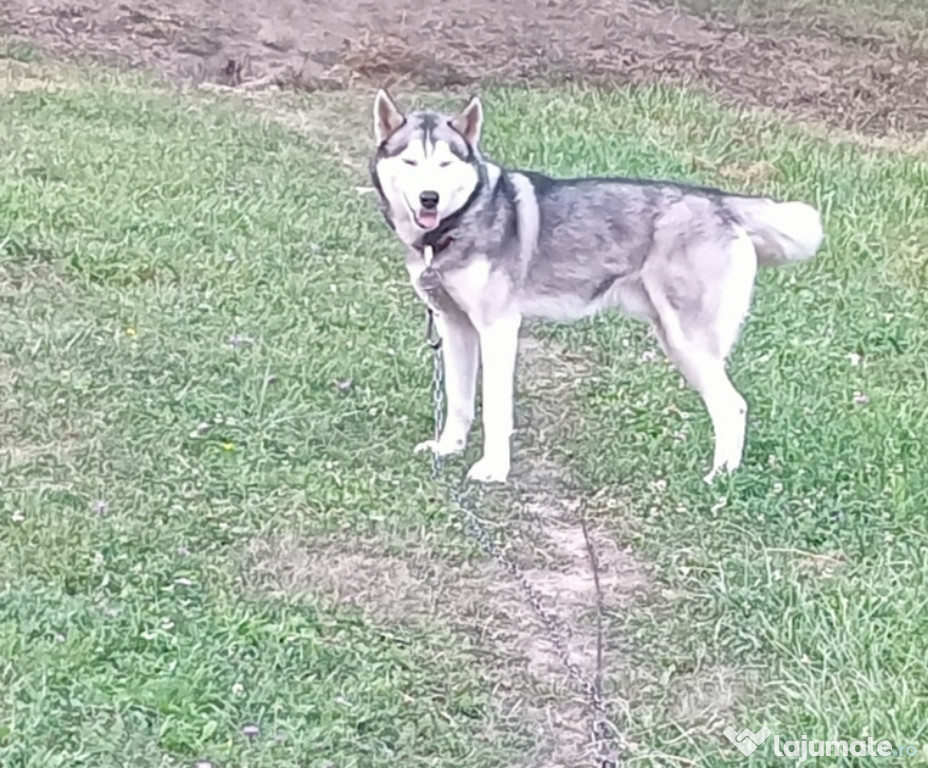 Vând husky adult
