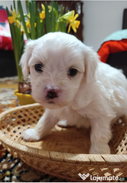Pui bichon maltez