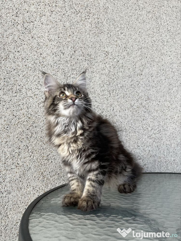 Maine coon băieței și fetițe