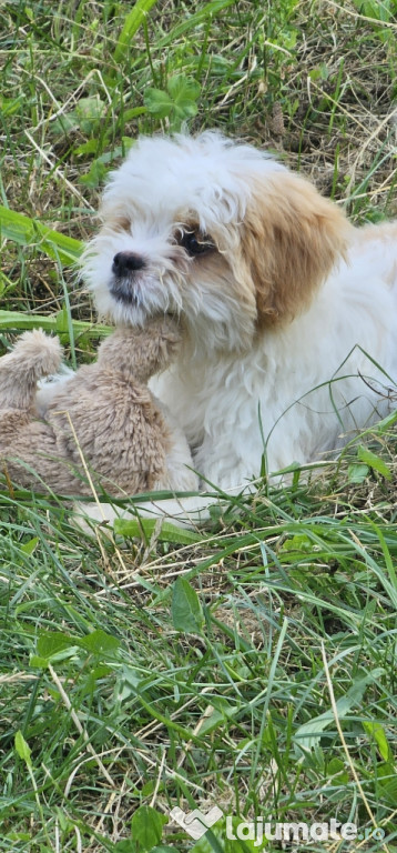 Vând Bichon Havanez are 3 luni,1 băiețel şi 4 fetițe