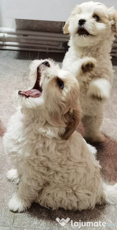 Bichon maltez talie mica