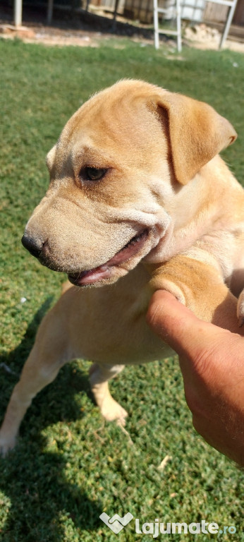 Căței Amstaff 3 Luni jumate.