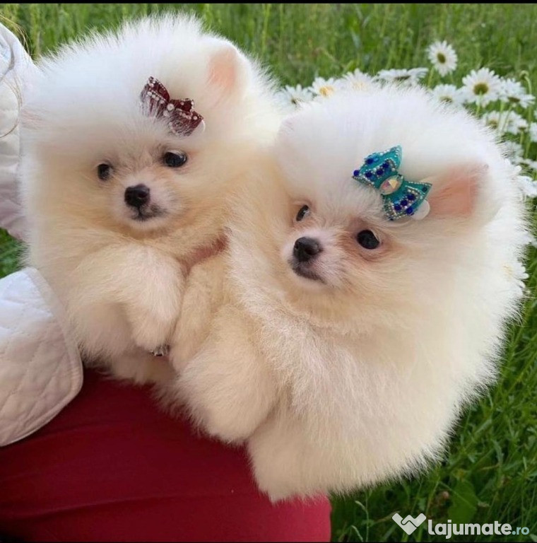 Pomeranian adorabili toy