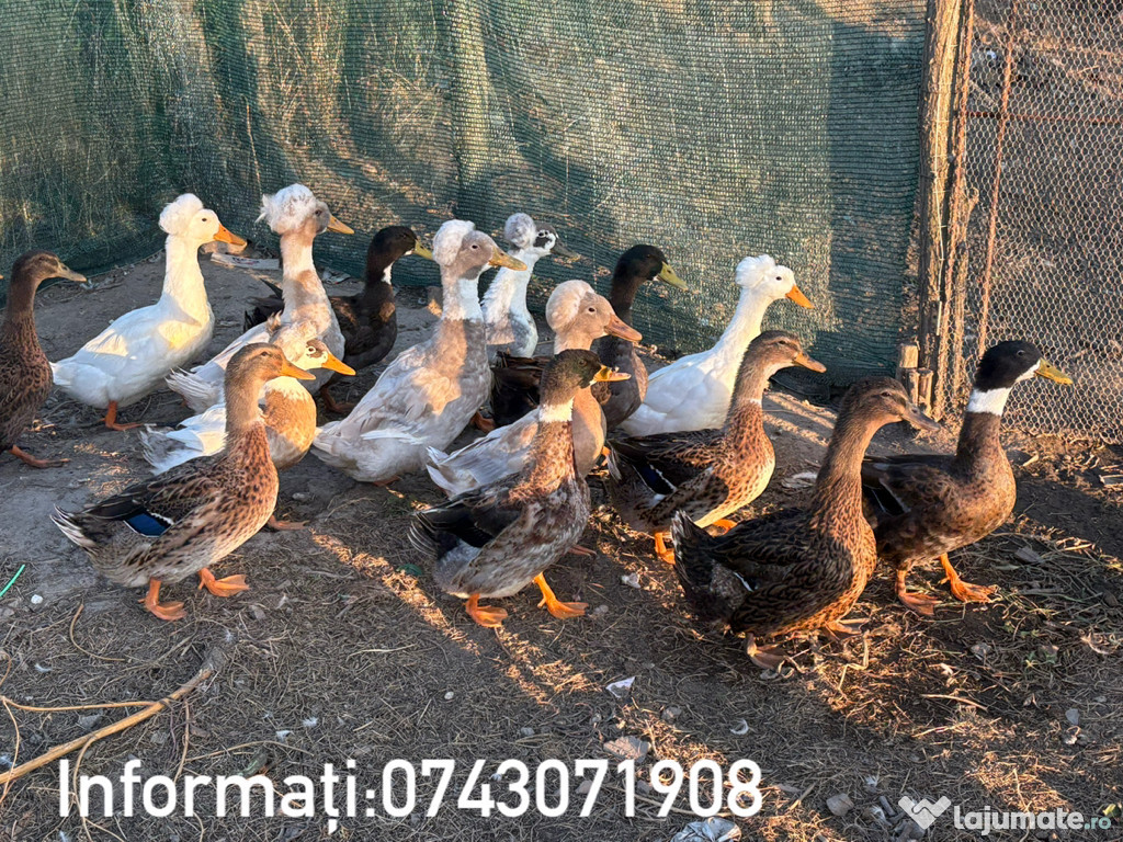 Vând rațe rouen,Moțate, mute