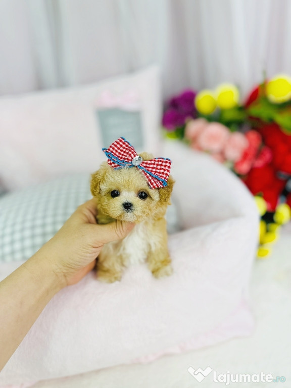 Maltipoo mini de buzunar!Pedigree maltipoo teeacup