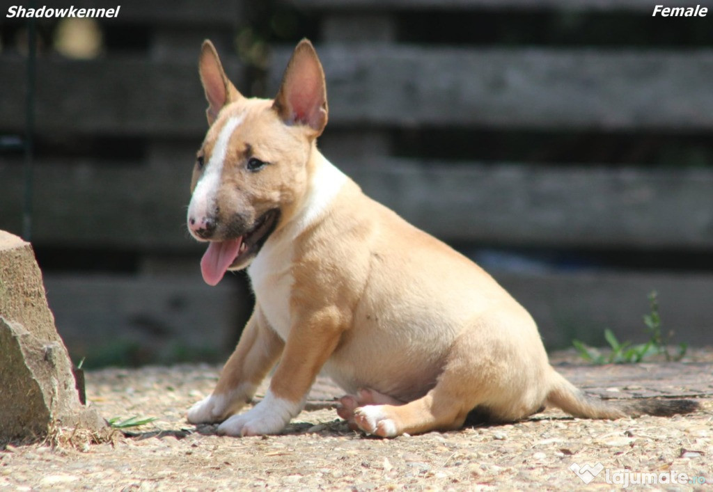 Mini Bull Terrier – Pui Frumoși
