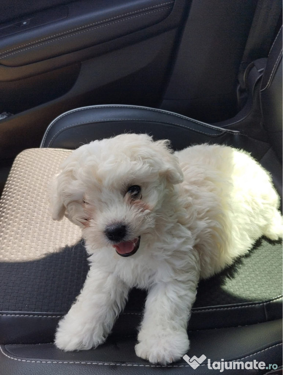 Bichon Maltez fetița