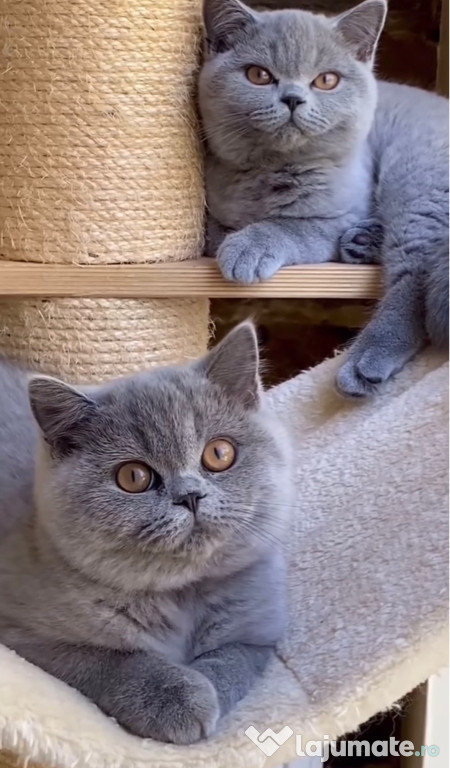 British shorthair motănei și pisicuțe