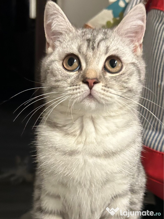 Pisica british shorthair