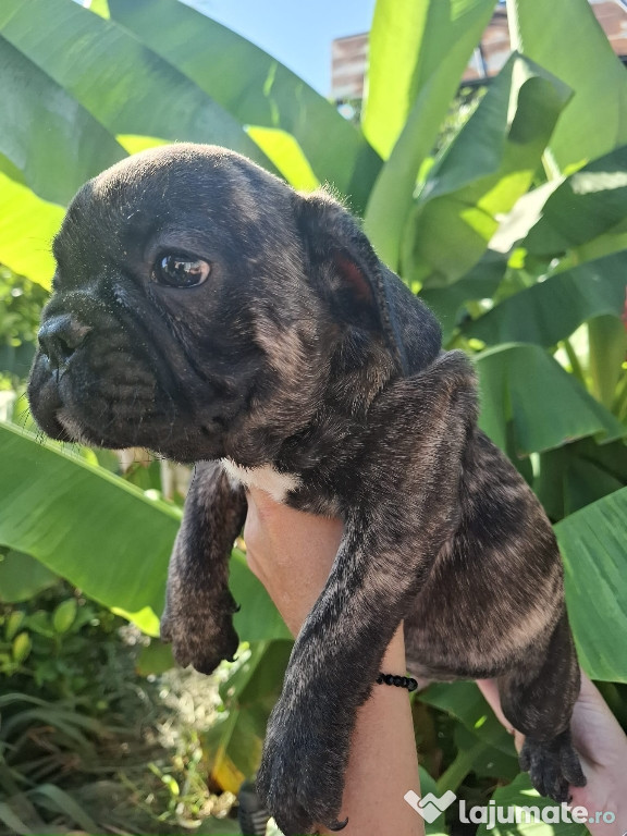 Bulldog francez ( băiat) tigrat