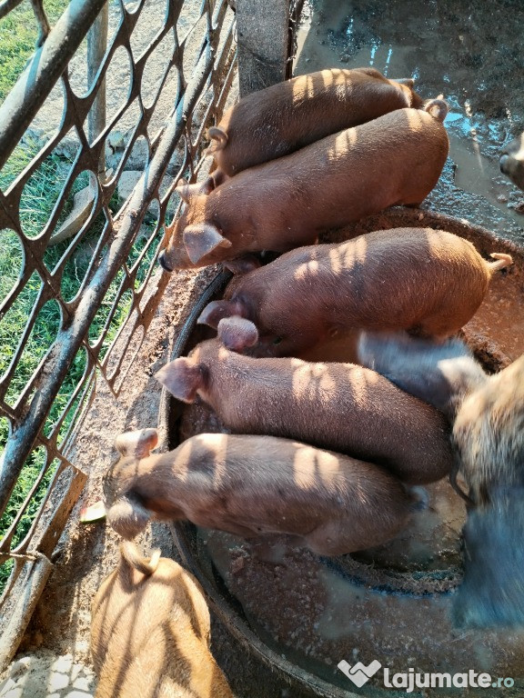 Porci de curte..