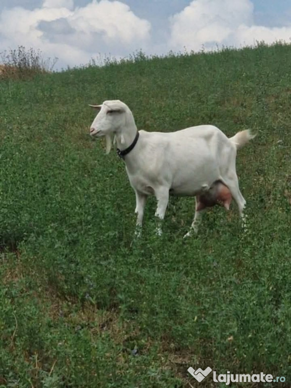 Țap Saanen din capră de 6 litrii