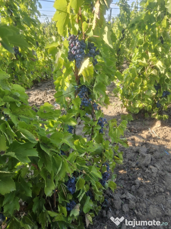 Vand struguri de vin rosi