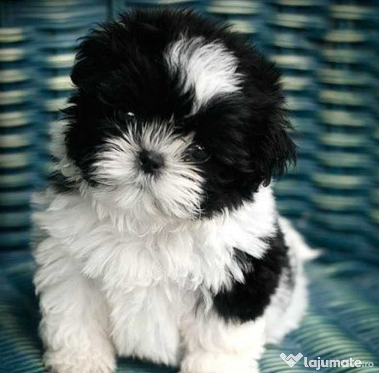 Shih-tzu talie mica